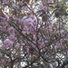 Under the Kwanzan cherry tree 2... by marlboromaam