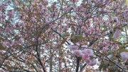 15th Apr 2022 - Under the Kwanzan cherry tree 3...