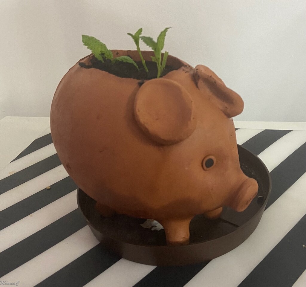 Piggy Pot by monicac