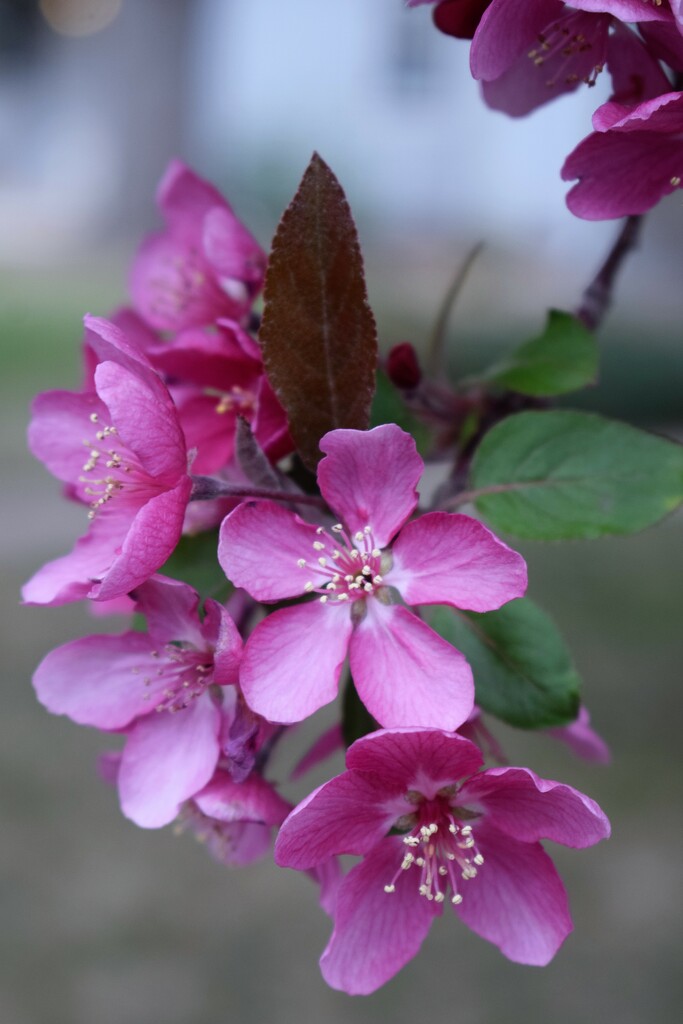 Pink Crabapple flowers by sandlily