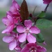 Pink Crabapple flowers by sandlily