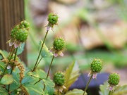 3rd May 2022 - Making dewberries in color...