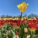 Tulips & Sky by njmom3