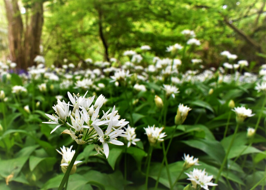 Wild garlic in the woods  by anitaw