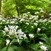 Wild garlic in the woods  by anitaw
