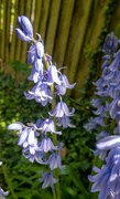 2nd May 2022 - Bluebells...