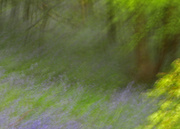 3rd May 2022 - ICM bluebell wood