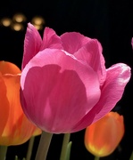 28th Apr 2022 - Tulips on black