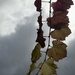 Autumn leaves! by deidre