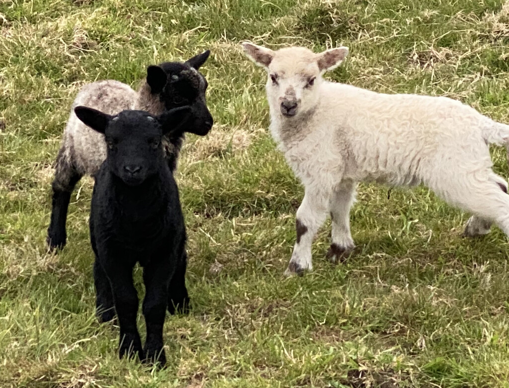 Cute spring lambs by cafict