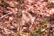 2nd May 2022 - Hare Today, Gone Tomorrow 