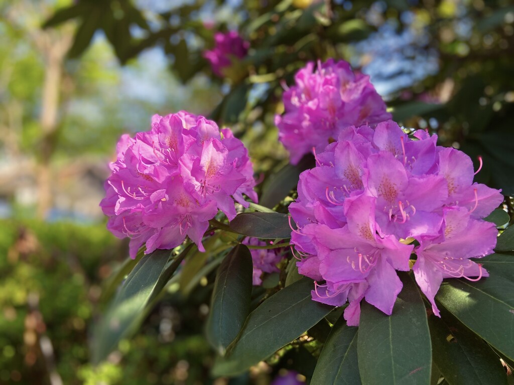 Spring Rhododendrons  by 365canupp