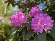 2nd May 2022 - Spring Rhododendrons 