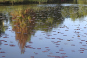 3rd May 2022 - Reflections: A taste of autumn.