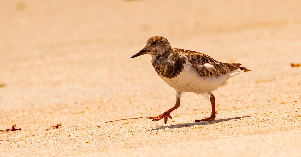 Least Sandpiper, I Think! by rickster549