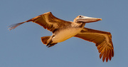 2nd May 2022 - Brown Pelican Fly Over!