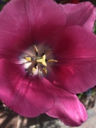 29th Apr 2022 - Pink tulip