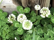 3rd May 2022 - Clover all over