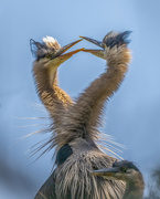 2nd May 2022 - Love Great Blue Heron Style