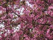 27th Apr 2022 - Pink tree