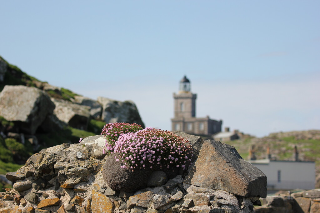 The Bell Tower and the Sea Pink by jamibann