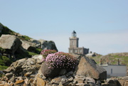 3rd May 2022 - The Bell Tower and the Sea Pink
