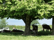 3rd May 2022 - Cows in the meadow