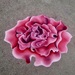 The Color Palooza rose