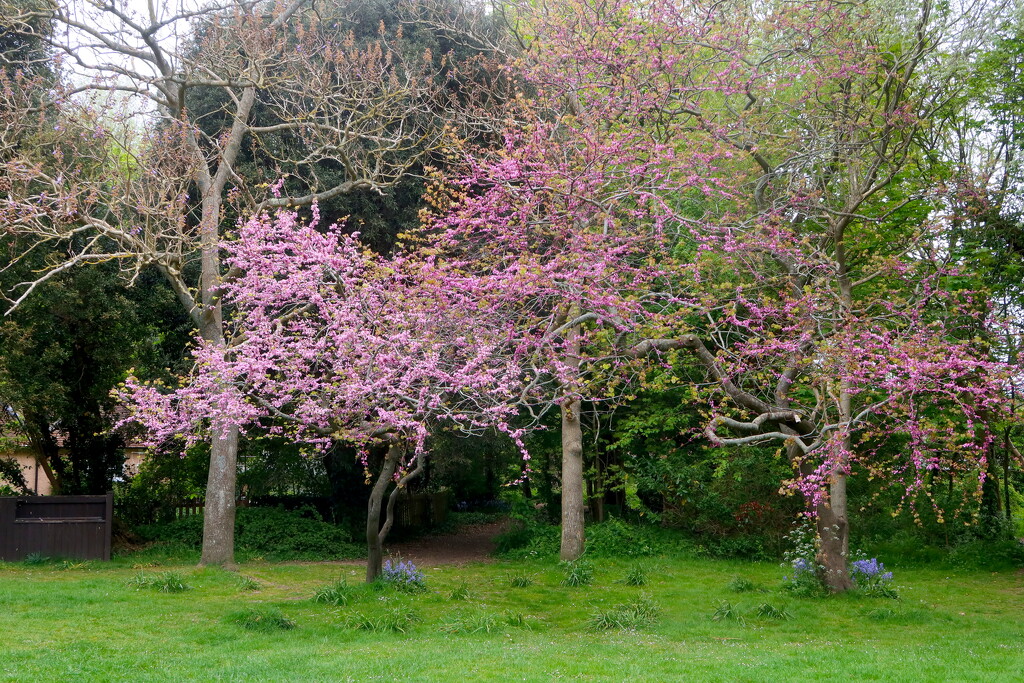 Pink Blossom by davemockford