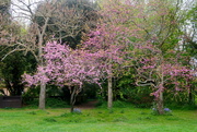 2nd May 2022 - Pink Blossom