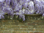 3rd May 2022 - Huuuge Wisteria