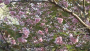 17th Apr 2022 - Under the Kwanzan cherry tree 5...
