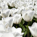 White tulips by marijbar