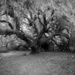 Live Oak Tree by dkellogg