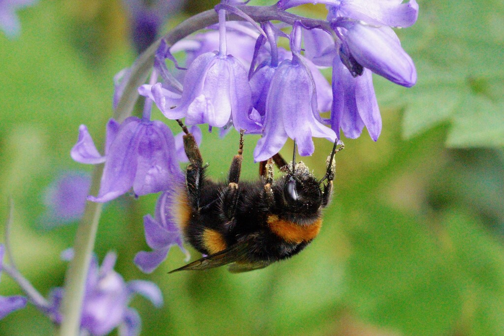 MRS BUMBLE ON THE BLUEBELLS by markp