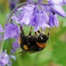 MRS BUMBLE ON THE BLUEBELLS by markp