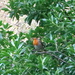 Friendly Robin by davemockford