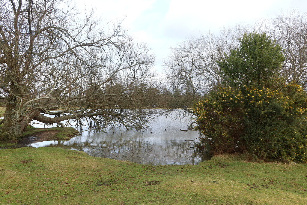 Janesmoor Pond by davemockford