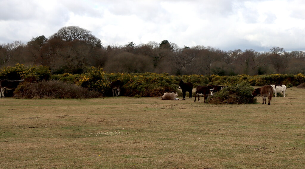 New Forest Donkeys by davemockford