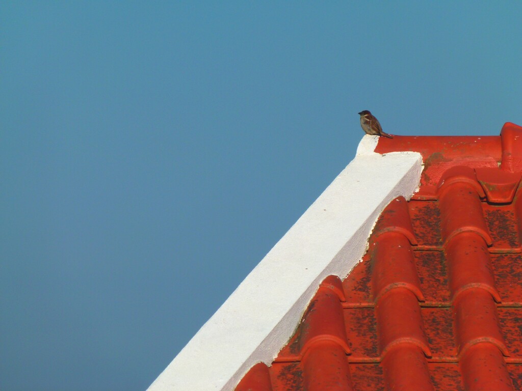 Young bird on the roof by antonios