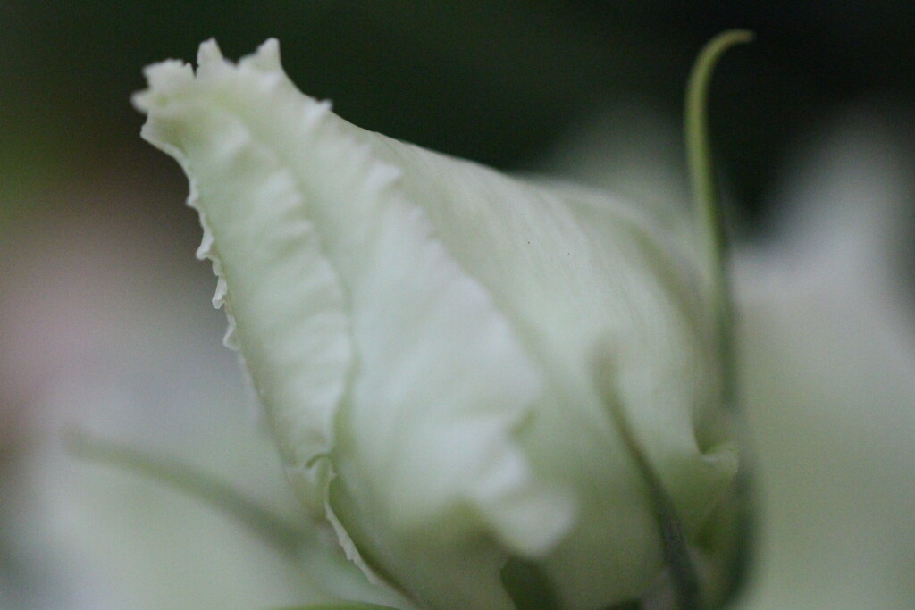 White rose by jb030958