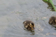12th Apr 2022 - Duckling Time
