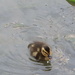 Duckling Time by davemockford