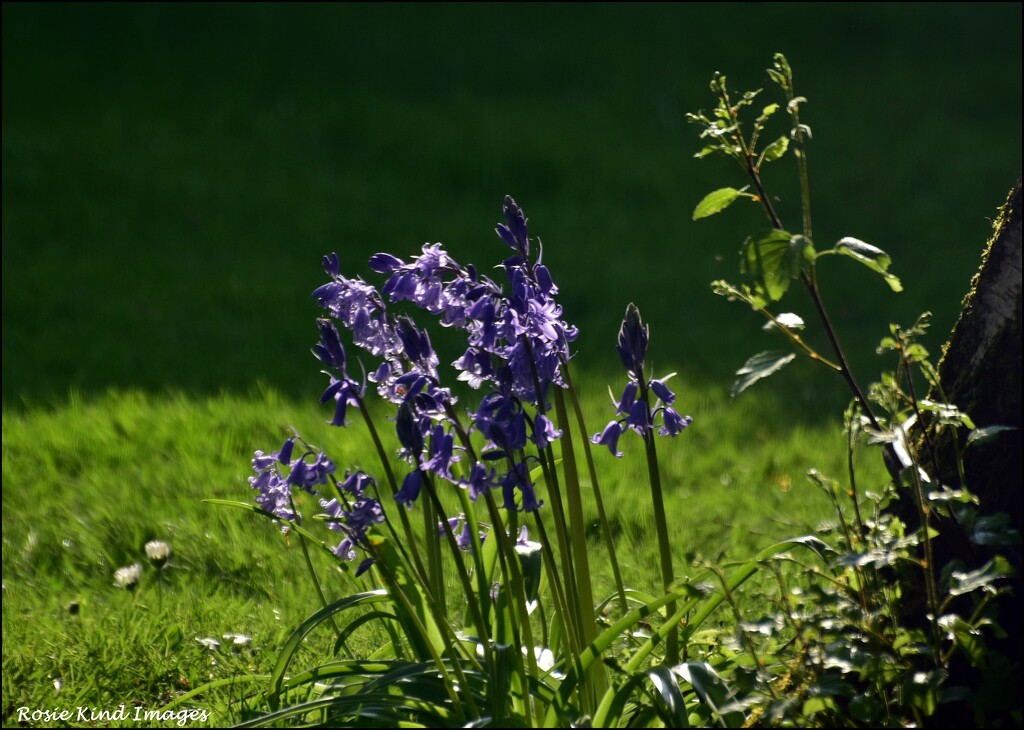 Bluebells in the garden by rosiekind