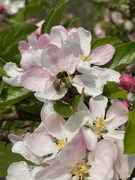 1st May 2022 - Bee on Apple Blossom