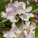 Bee on Apple Blossom by 365projectmaxine