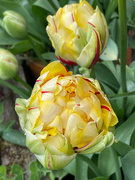 2nd May 2022 - Tulip - Cartouche