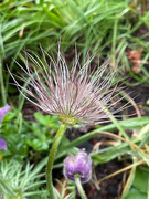 3rd May 2022 - Pasque Flower Seed Head