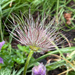 Pasque Flower Seed Head by 365projectmaxine