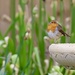 Garden Robin by carole_sandford